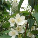 Philadelphus satsumanus P1B